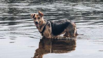 黑色和褐色水白天上运行的德国牧羊犬
